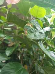 Diactor bilineatus