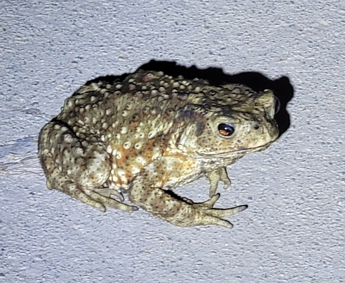 Asiatic Toad