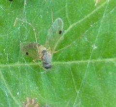Chrysopilus modestus