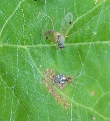 Chrysopilus modestus