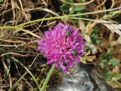 Closterotomus cinctipes