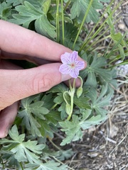 Geranium californicum