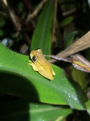 Dendropsophus bifurcus