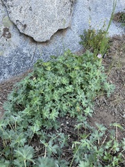 Geranium californicum