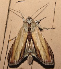 Cucullia convexipennis
