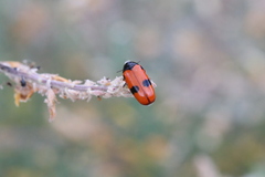 Clytra quadripunctata