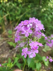 Phlox maculata