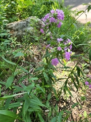 Phlox maculata