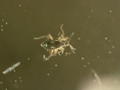 Microvelia americana