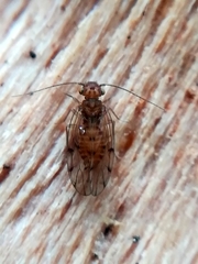 Ectopsocus briggsi