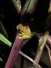 Dendropsophus sarayacuensis
