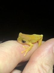 Dendropsophus sarayacuensis