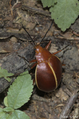 Ellipticus dorbignyi