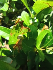 Phaneropterinae