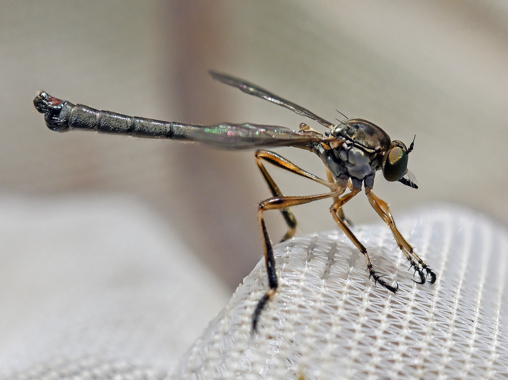 Slender Striped Robberfly, photo 1 of 10