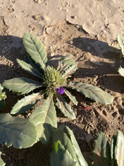 Acanthopsis disperma image