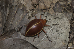 Ellipticus dorbignyi
