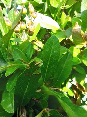 Phaneropterinae
