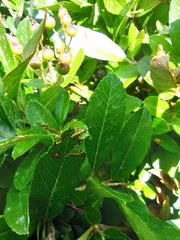 Phaneropterinae