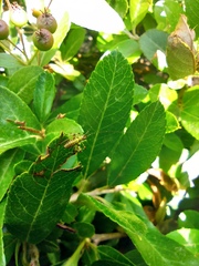 Phaneropterinae