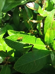 Phaneropterinae