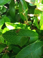 Phaneropterinae