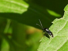 Slaterocoris