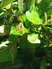 Phaneropterinae