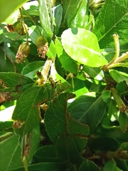 Phaneropterinae