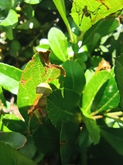 Phaneropterinae