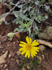 Heterotheca mucronata