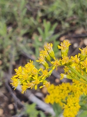 Solidago muelleri