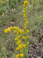 Solidago muelleri