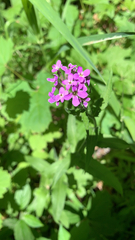 Hesperis matronalis