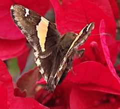 Thorybes pseudocellus