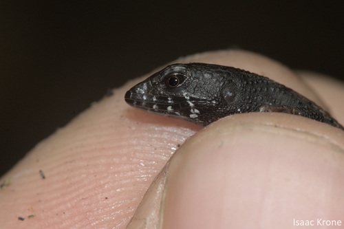 Common Stream Lizard, Potamites ecpleopus
