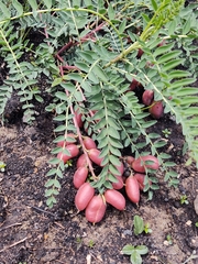 Astragalus sanguineus