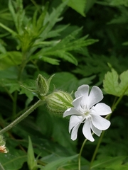 Silene latifolia
