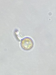Thalassiosirales