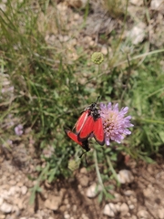 Zygaena rubicundus