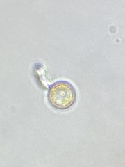 Thalassiosirales