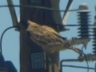 Buteo jamaicensis