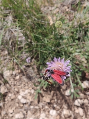 Zygaena rubicundus