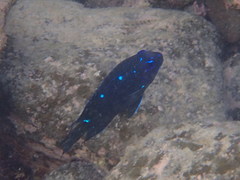 Microspathodon dorsalis