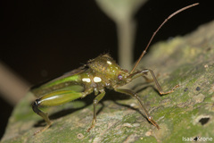 Himellastella