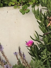 Carpobrotus edulis