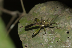 Himellastella