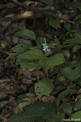 Pulchranthus adenostachyus
