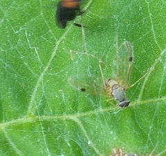 Chrysopilus modestus