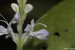 Pulchranthus adenostachyus
